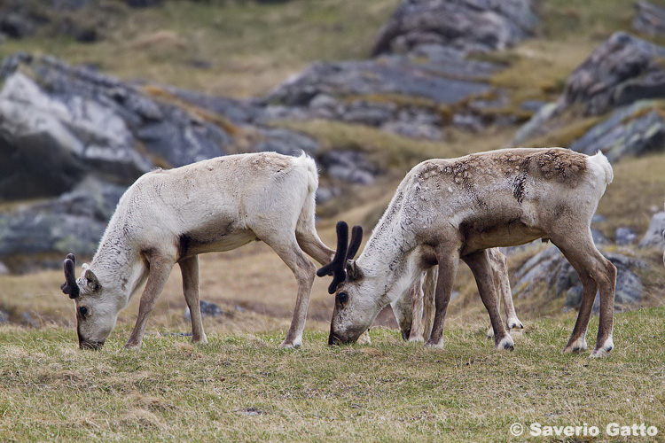 Reindeers