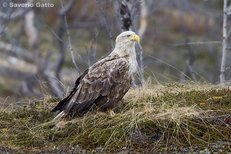 White-tailed Eagle