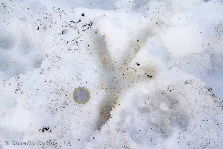 White-tailed Eagle's footprint
