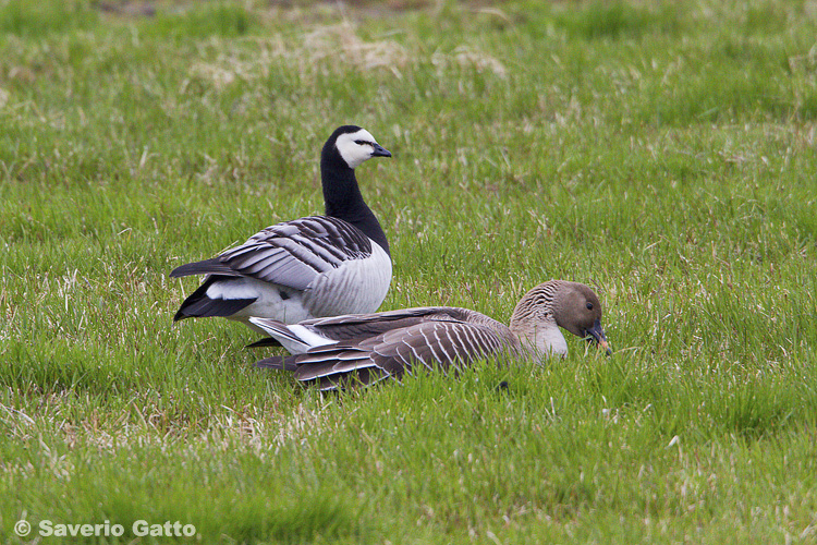 Bean and Barnacle Geese