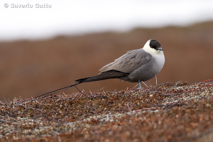 Long-tailed Jaeger