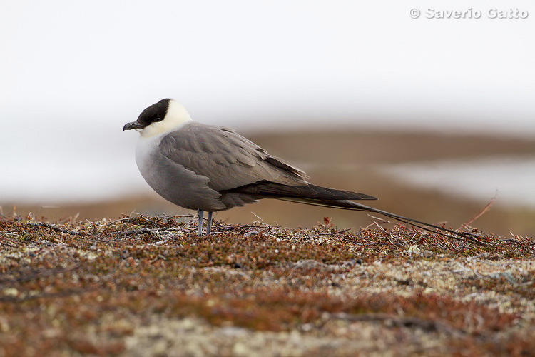 Long-tailed Jaeger