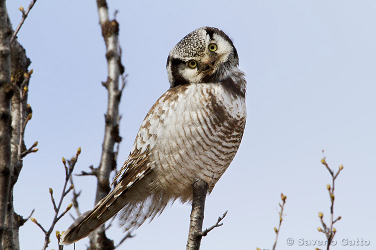 Northern Hawk-Owl