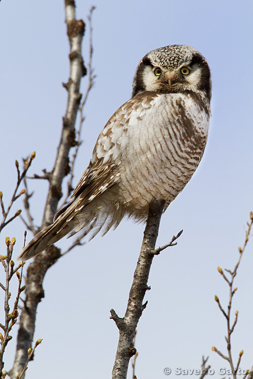 Northern Hawk-Owl