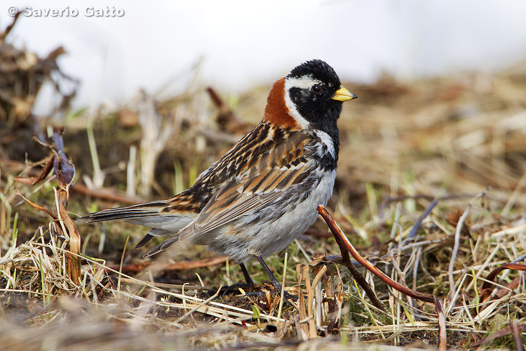 Lapland Bunting