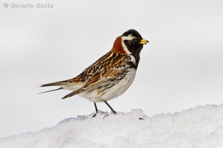 Lapland Bunting