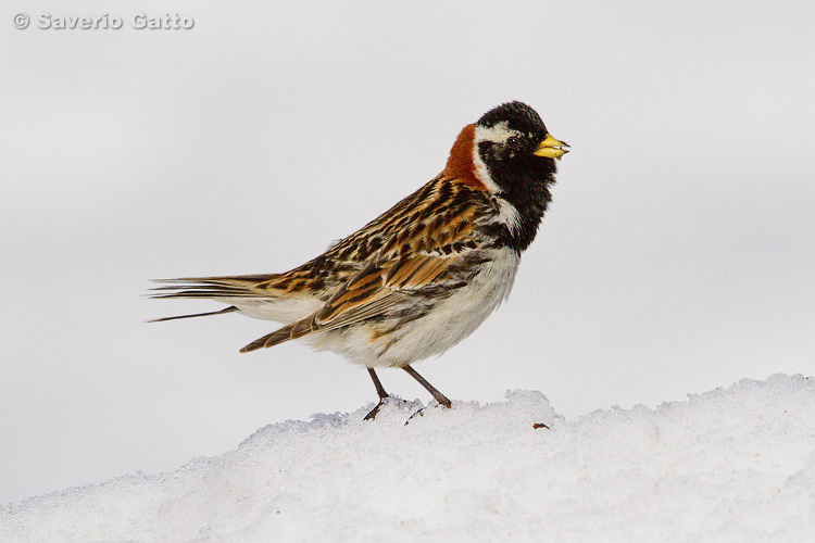 Lapland Bunting