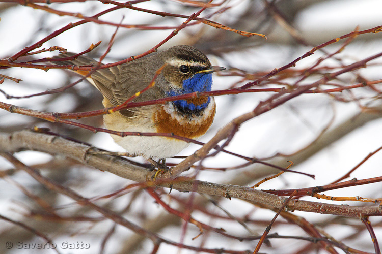 Bluethroat