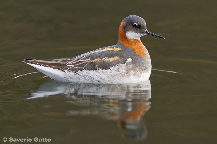 Red-necked Phalarope