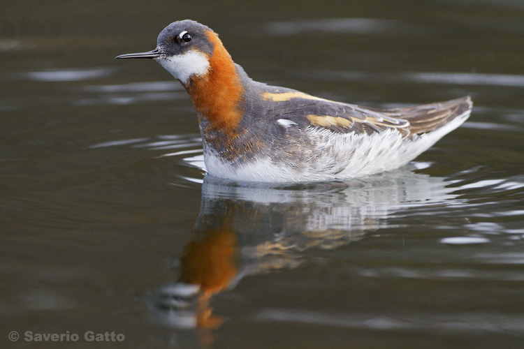 Red-necked Phalarope