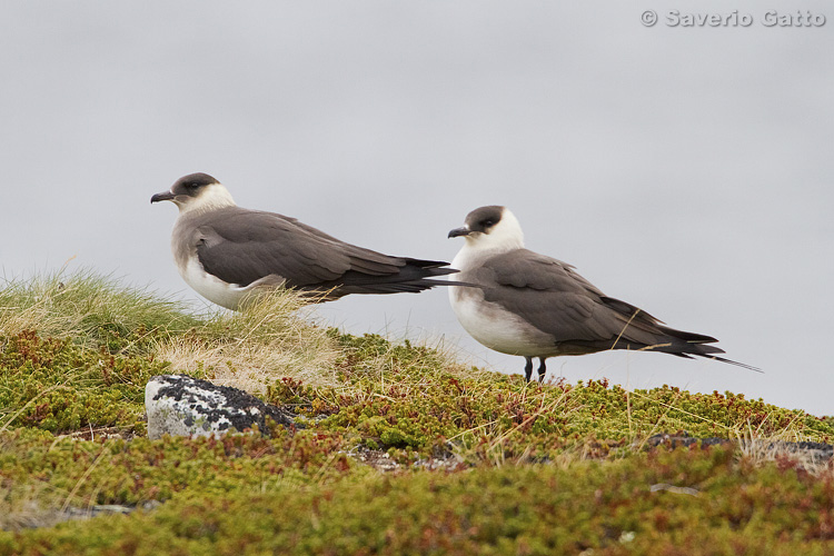 Arctic Skuas