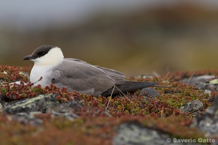 Long-tailed Jaeger