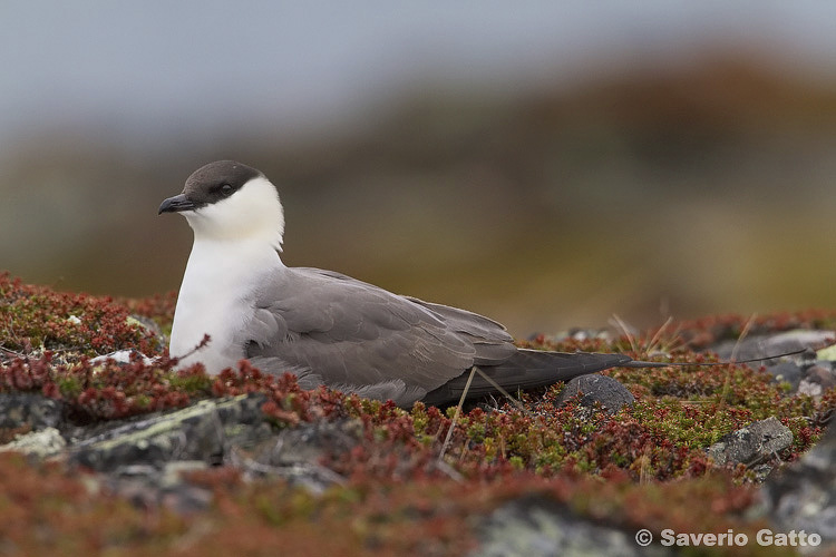 Long-tailed Jaeger