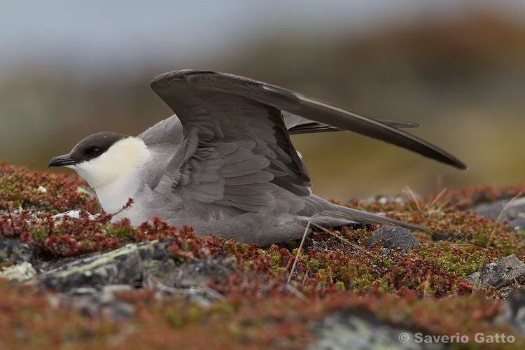 Long-tailed Jaeger