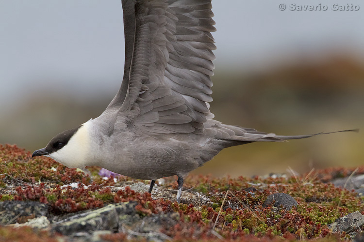 Long-tailed Jaeger