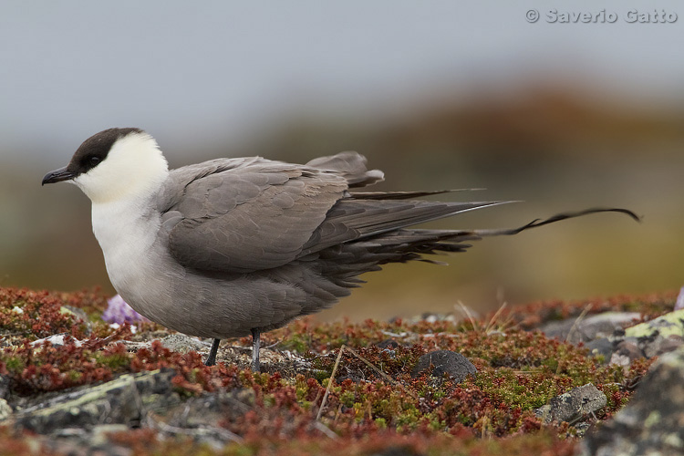 Long-tailed Jaeger