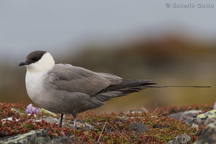 Long-tailed Jaeger