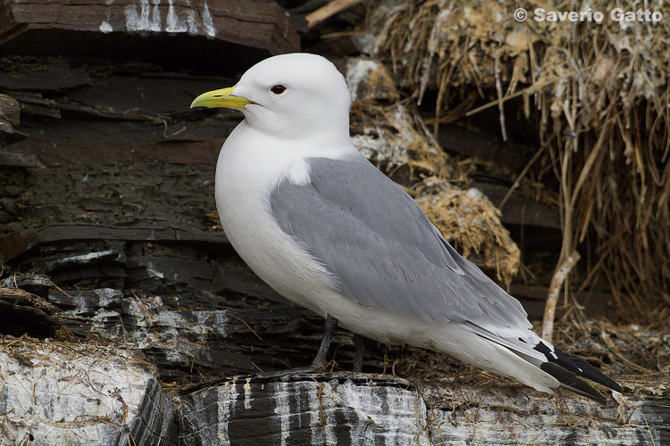 Black-legged Kittiwake