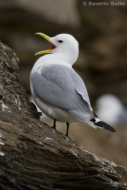 Black-legged Kittiwake