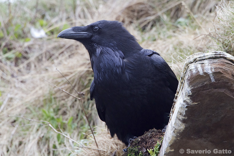 Northern Raven