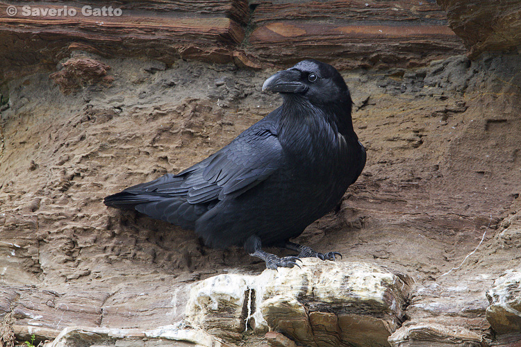 Northern Raven