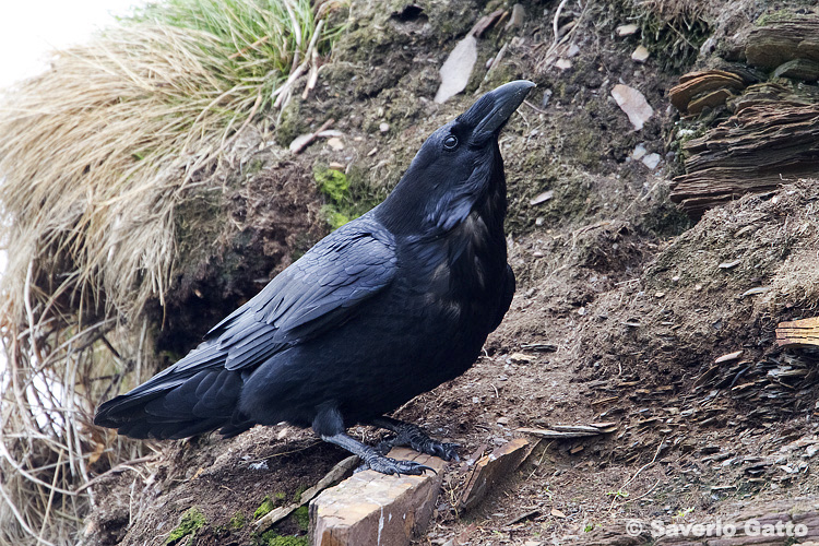 Northern Raven