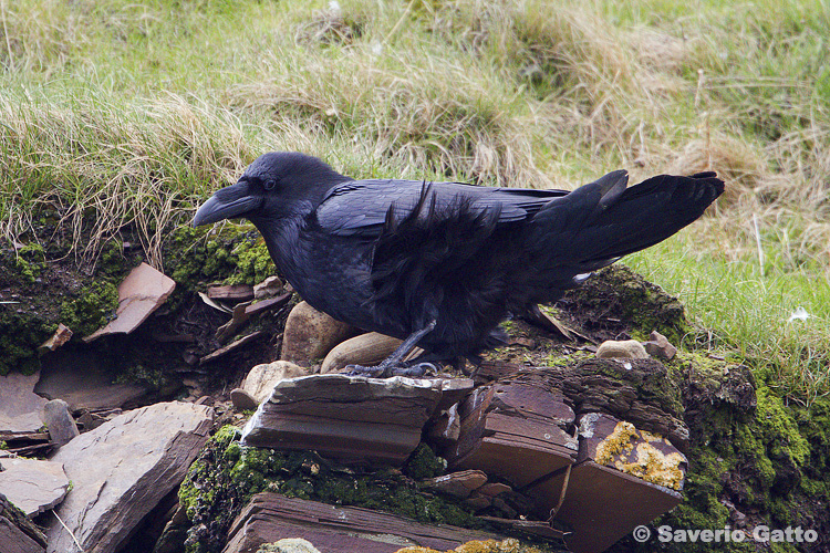 Northern Raven