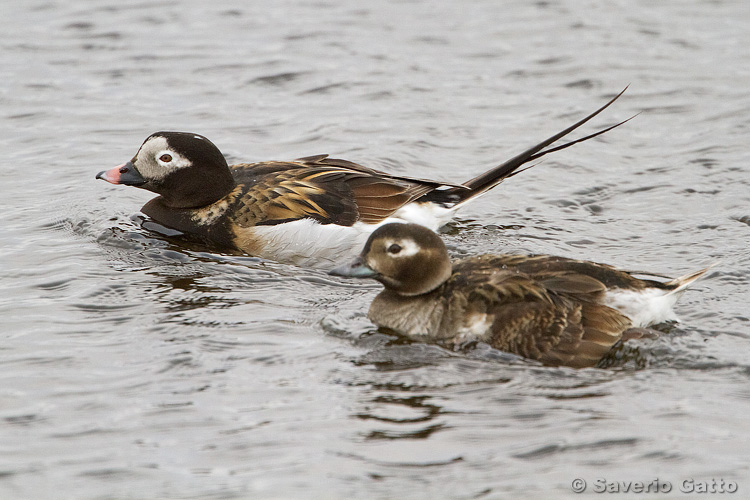 Long-tailed Duck