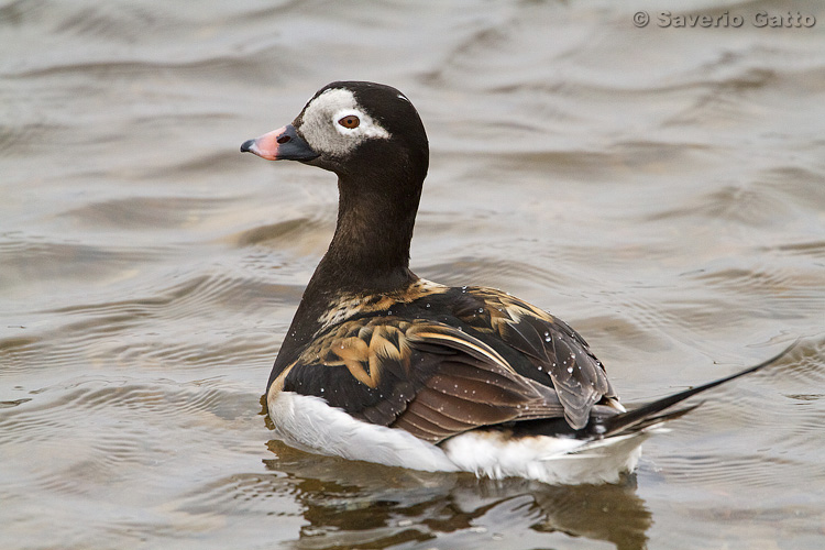 Long-tailed Duck