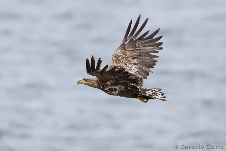 Aquila di mare