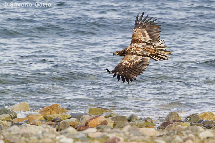 Aquila di mare