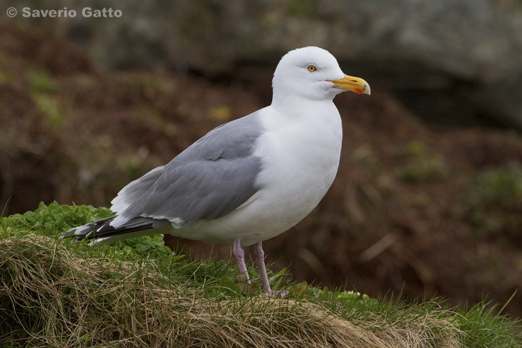 Herring Gull