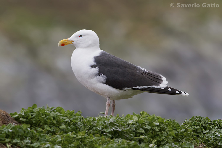 Great Black-backed Gull