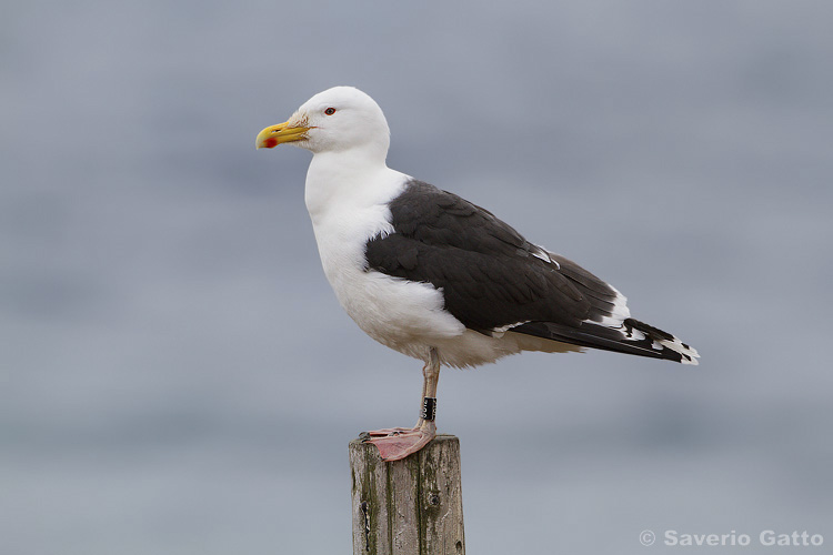 Great Black-backed Gull