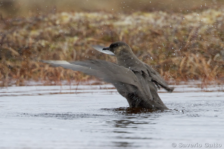 Parasitic Jaeger