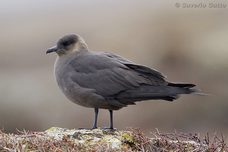 Parasitic Jaeger