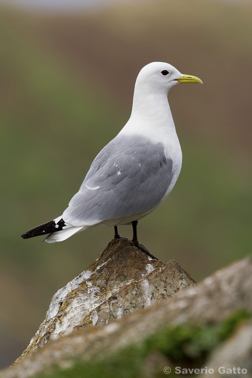 Black-legged Kittiwake