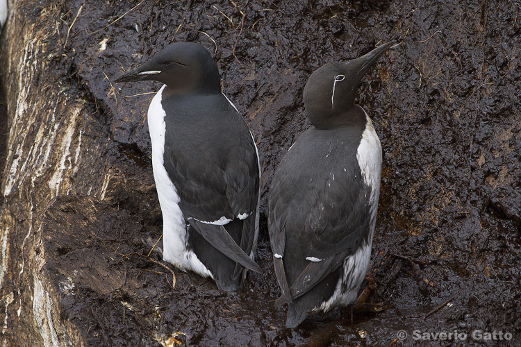 Common and Brunnich's Guillemots