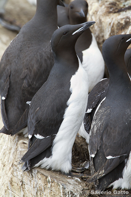 Thick-billed Murre