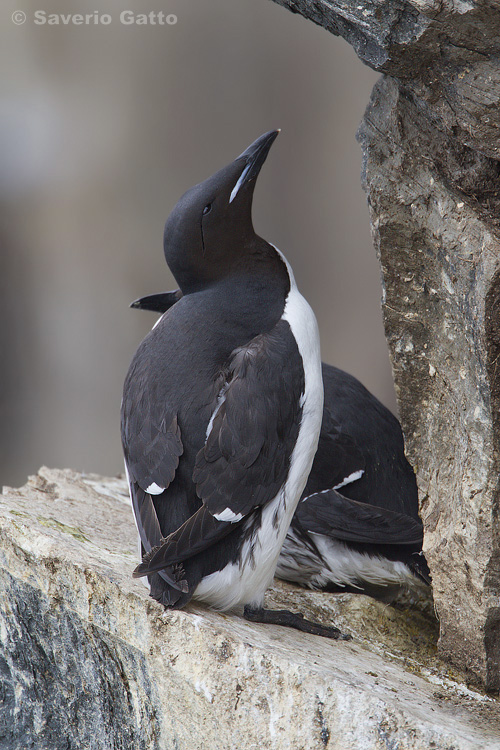 Thick-billed Murre