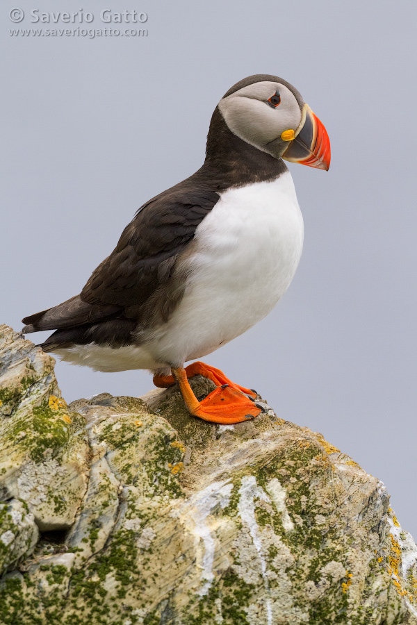 Atlantic Puffin