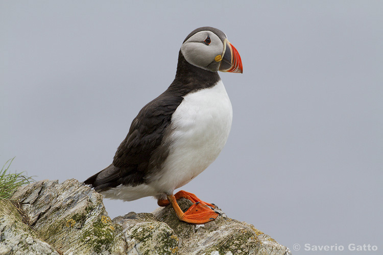 Atlantic Puffin