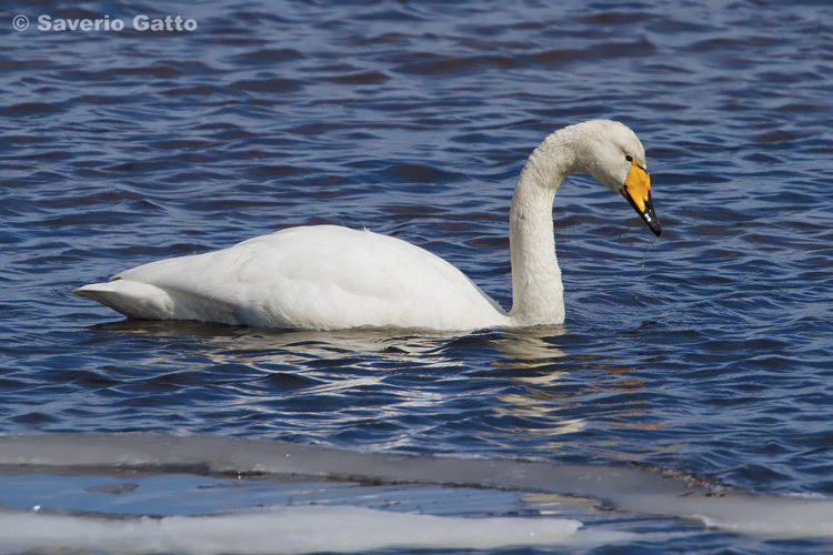 Cigno selvatico