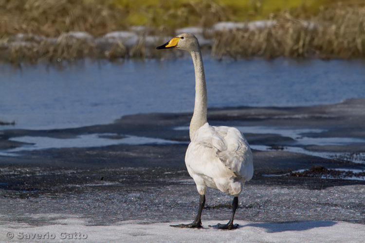 Cigno selvatico