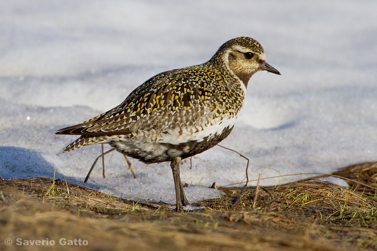 European Golden Plover