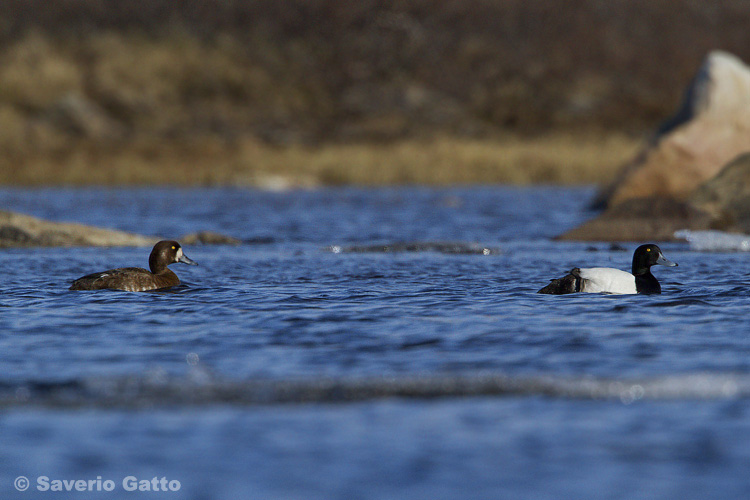 Greater Scaup