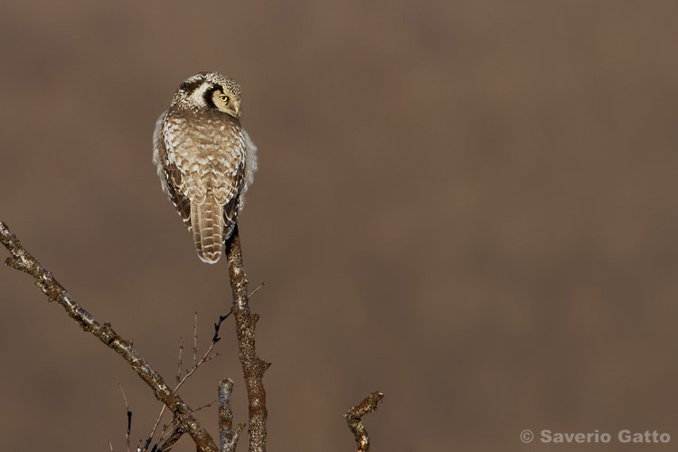 Northern Hawk-Owl