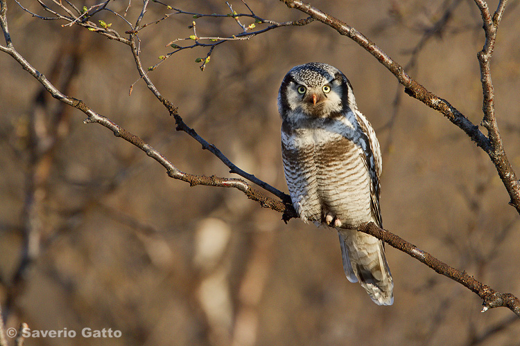 Northern Hawk-Owl