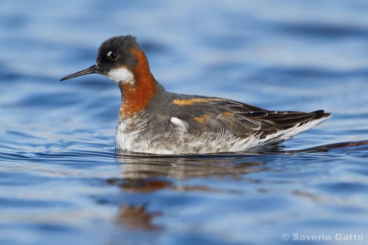 Red-necked Phalarope