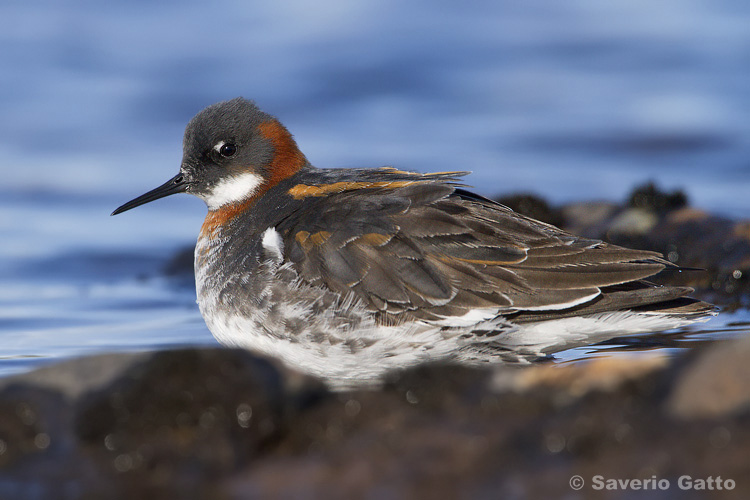 Red-necked Phalarope